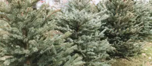 Can I burn my christmas tree