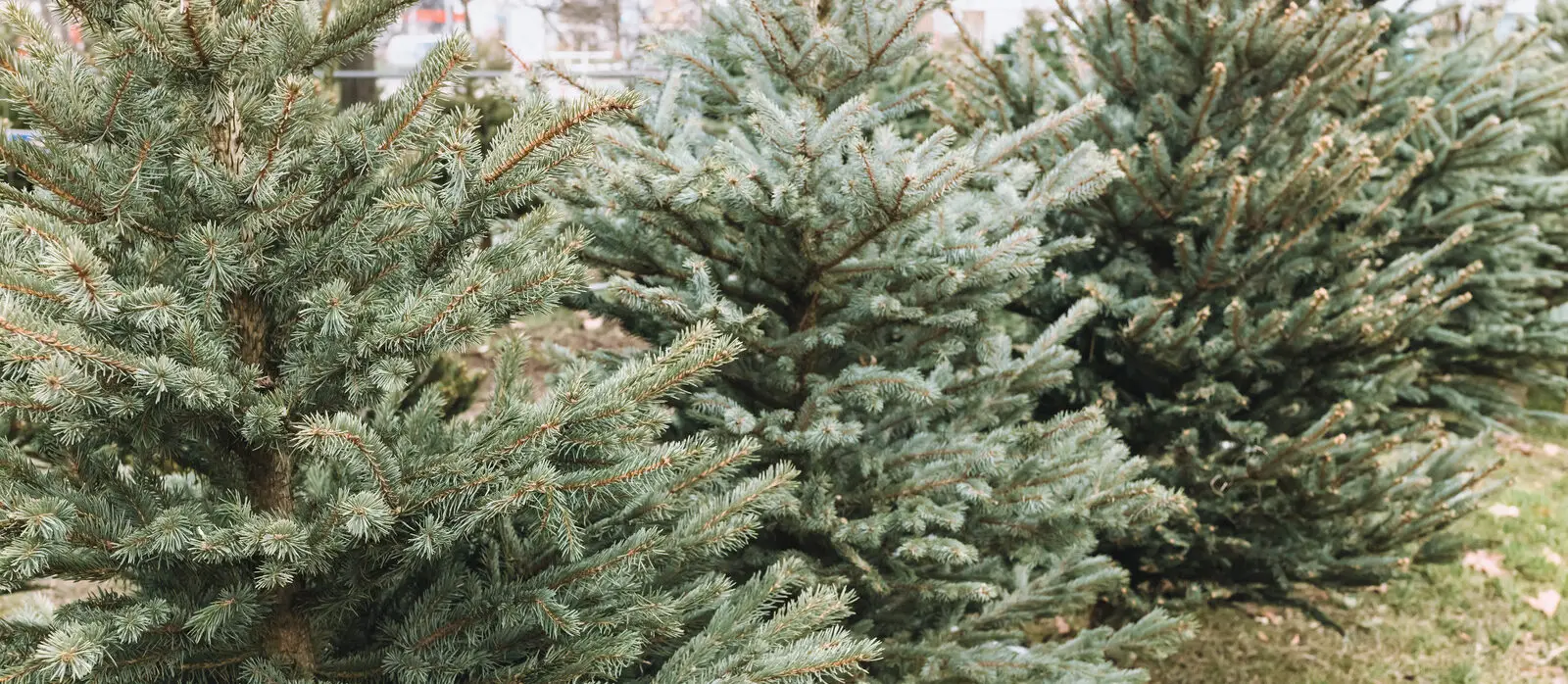Can I burn my christmas tree